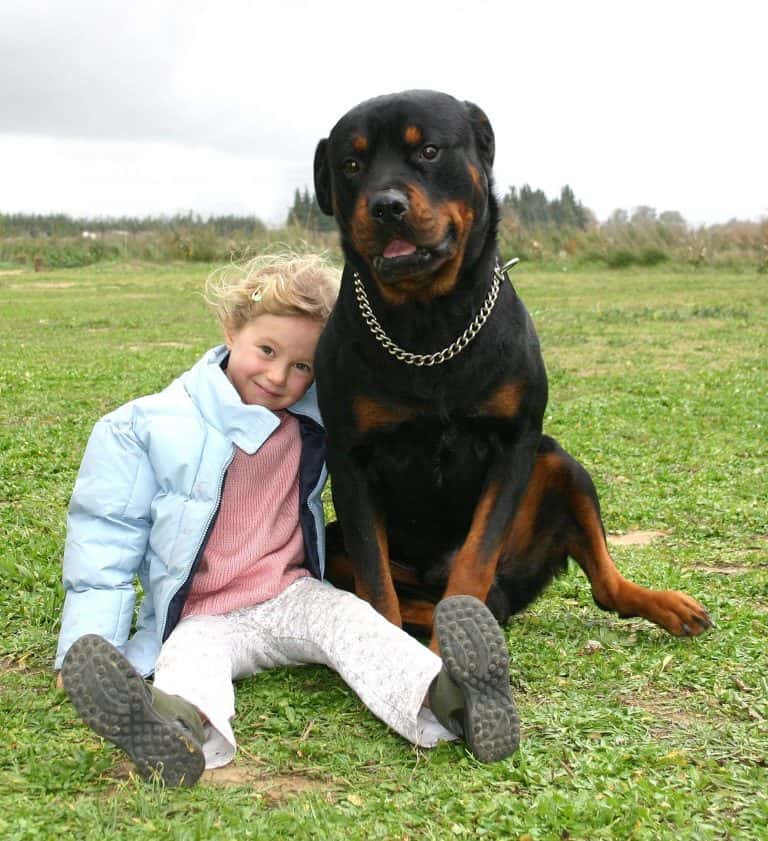 Are Rottweilers Hypoallergenic? Tips for Families with Allergies.
