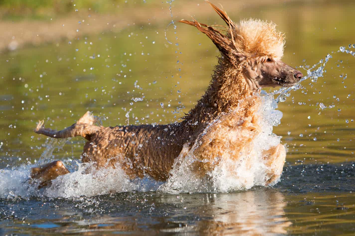 do poodles like water