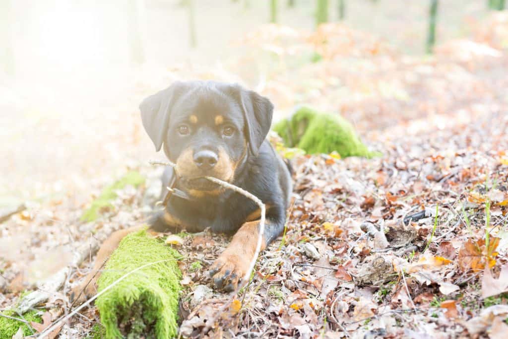 67852108 m Can Rottweilers Stay Outside in the Heat?