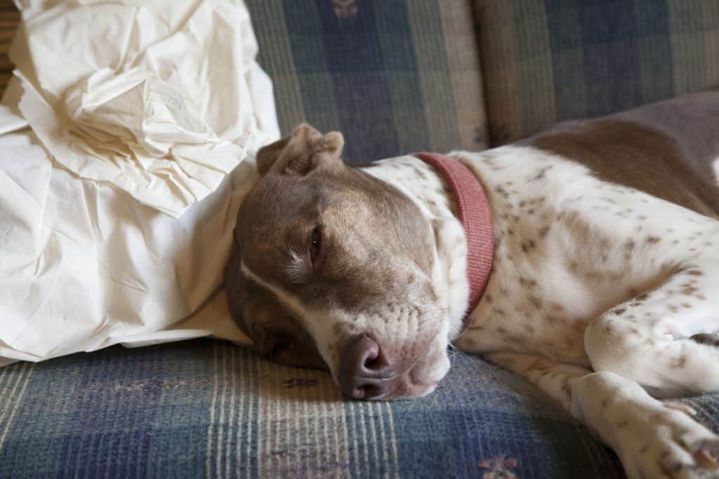 Dog on Couch