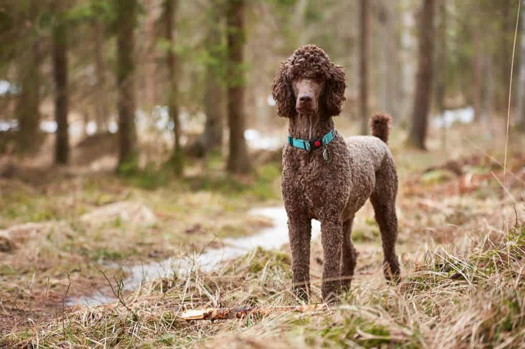 do poodles like cold weather