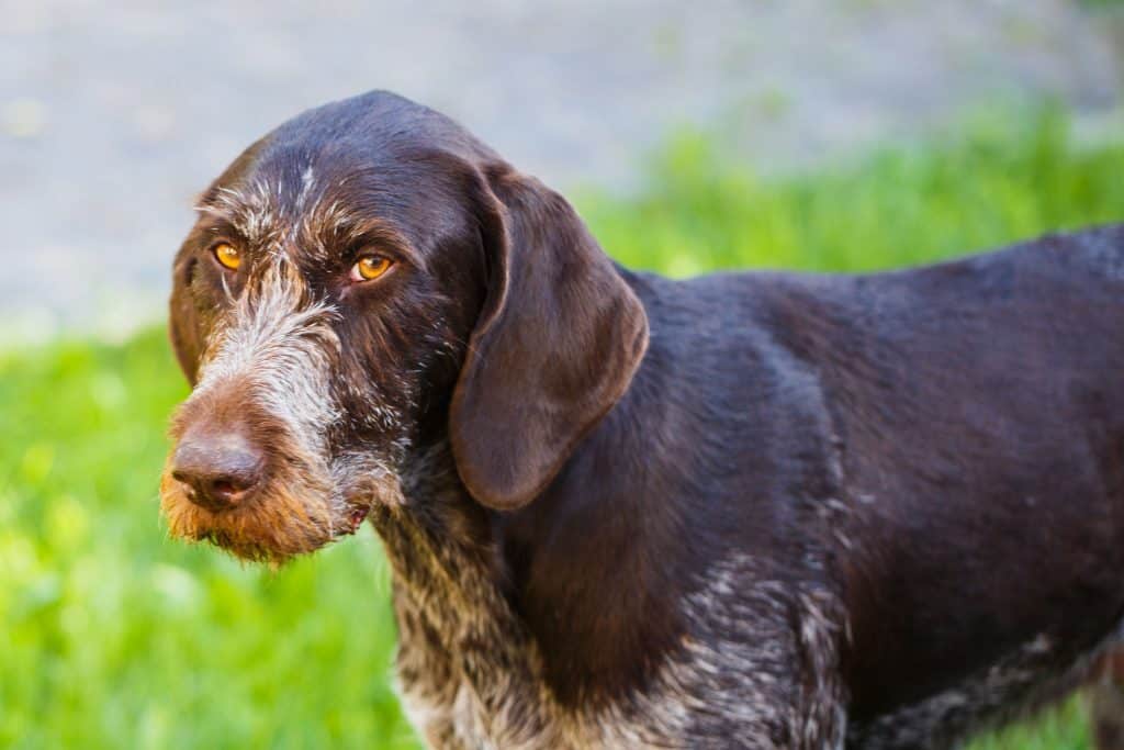 do german longhaired pointer shed