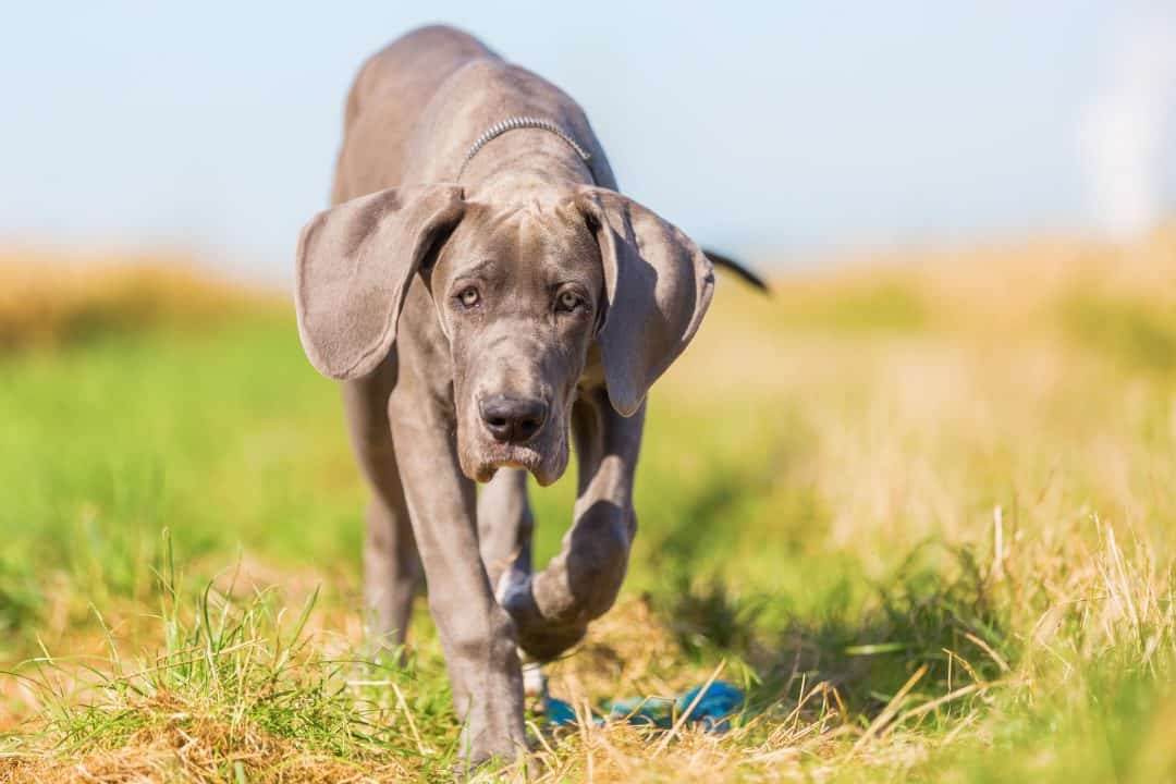 what-are-great-danes-bred-for-embora-pets