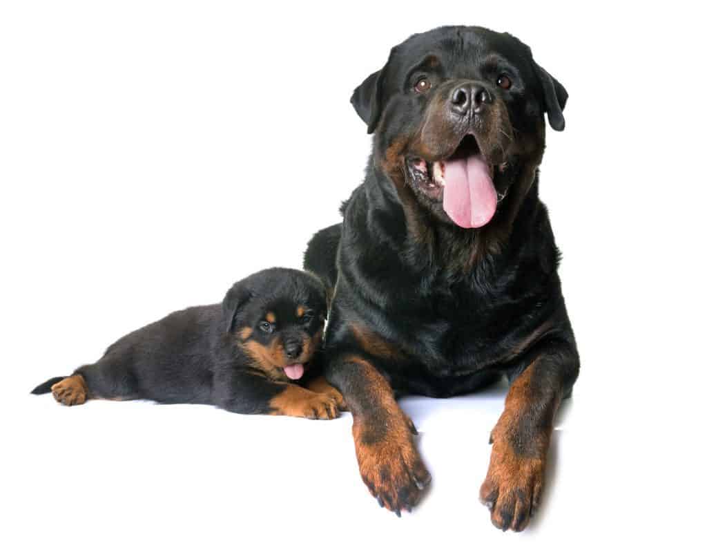 Rottweiler best sale pug puppies