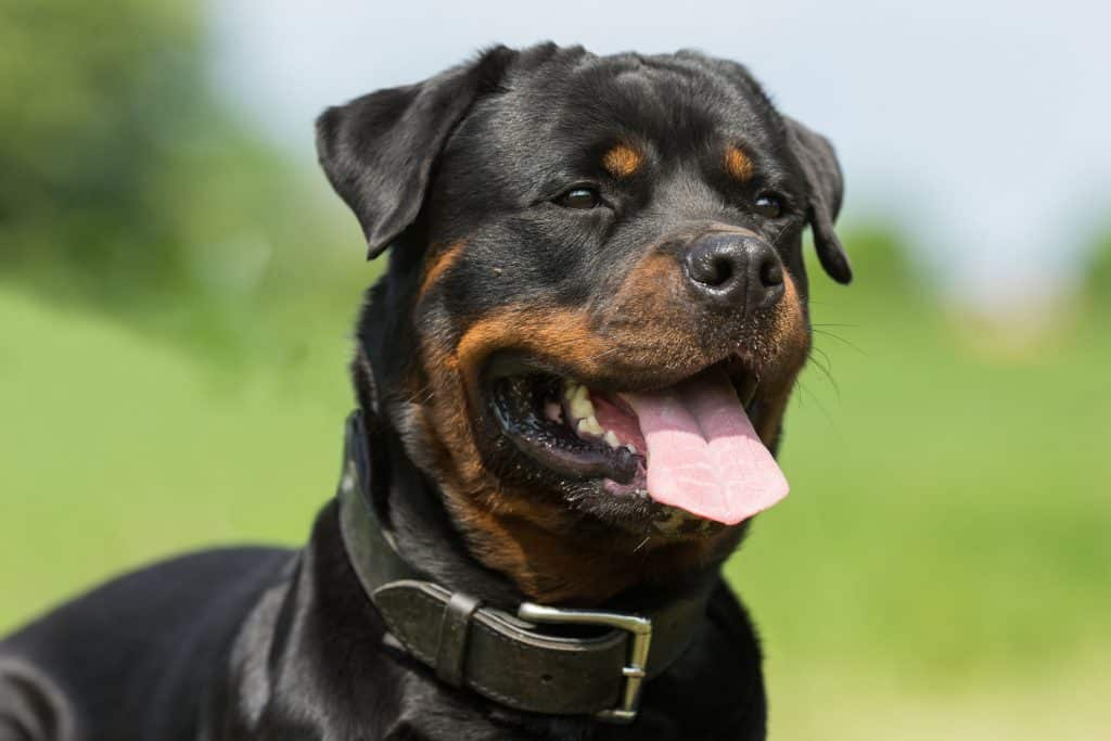 purebred female rottweiler