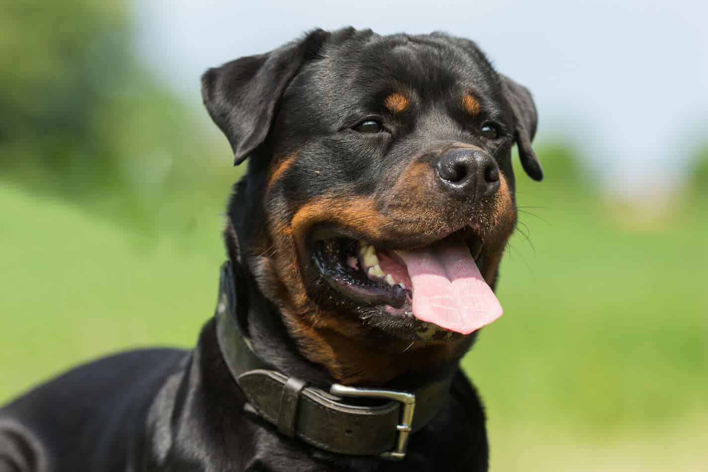 are female rottweilers bigger puppies