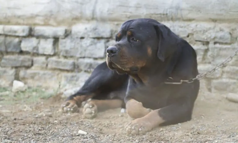 Rottweiler Average Life Expectancy (With 21 Examples)