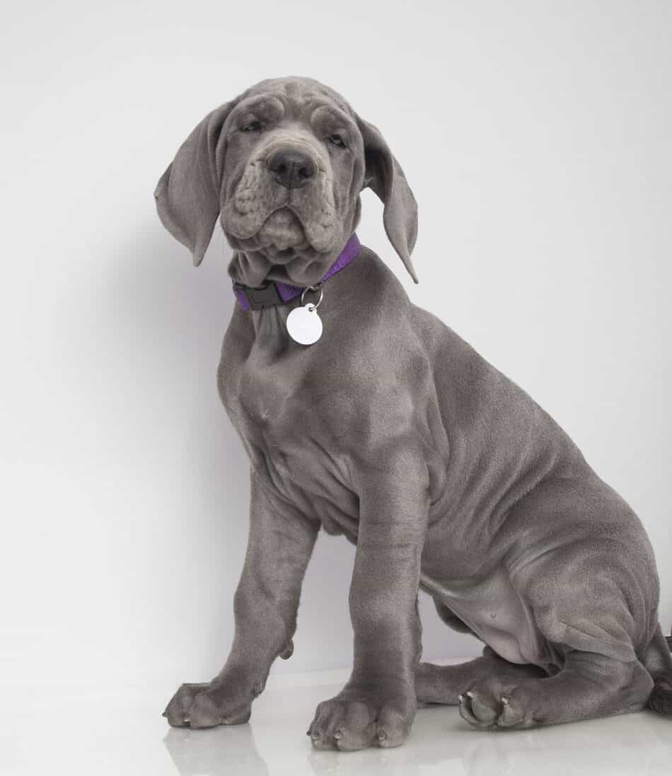 Average Cost of Buying a Great Dane (With 21 Examples) Embora Pets