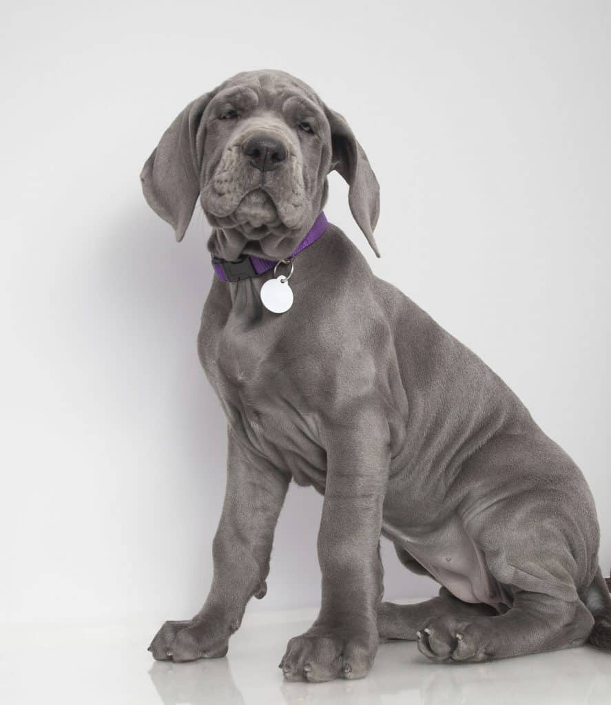 Average Cost Of Buying A Great Dane With 21 Examples Embora Pets