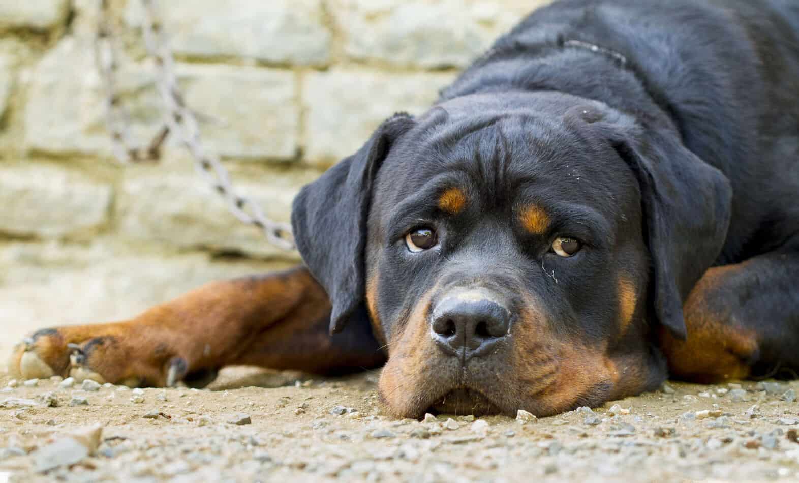 are rottweilers used in the military