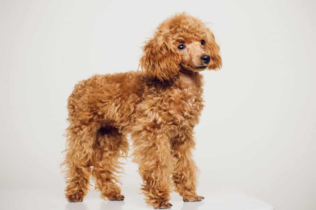 mini toy poodle