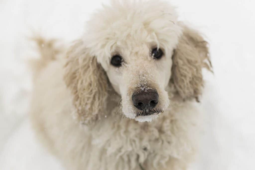 poodle out in the cold snow