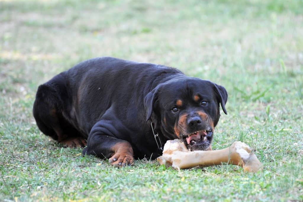 can rottweiler eat bones?