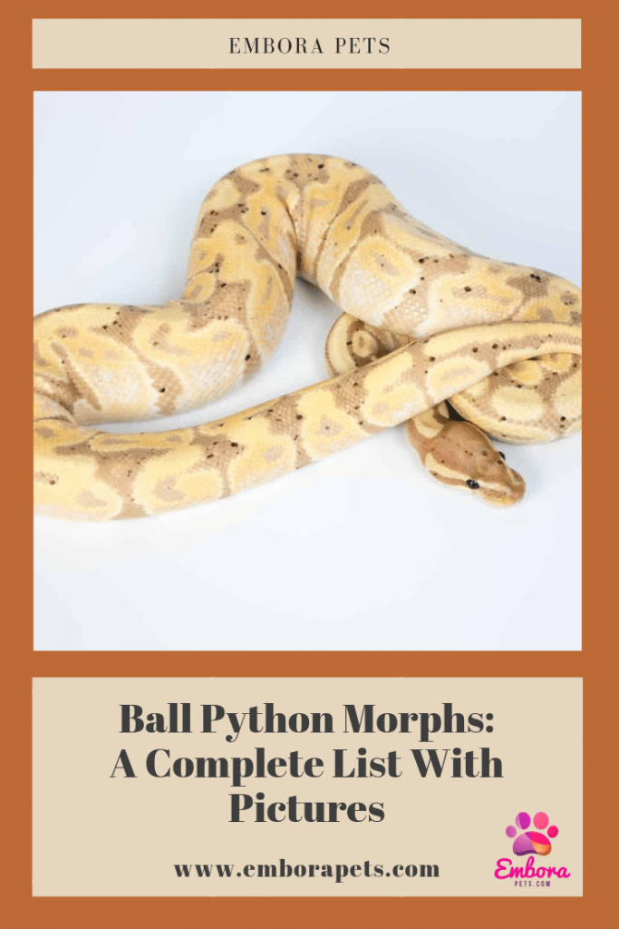Ball Python Morphs A Complete List With Pictures 1 Ball Python Morphs: A Complete List with Pictures