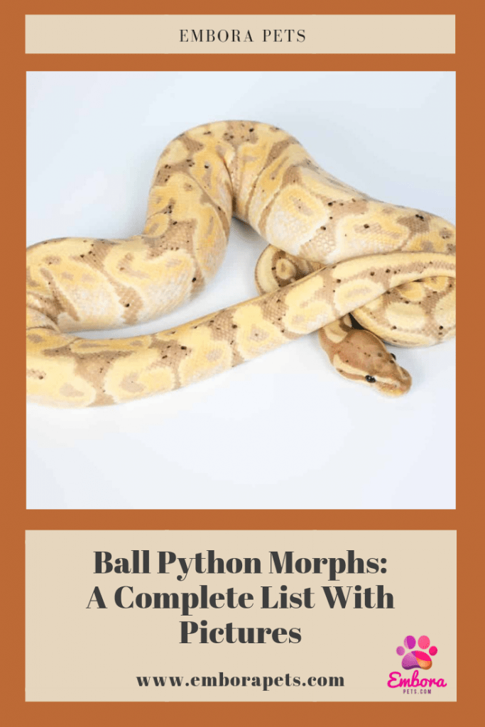 Ball Python Morph Chart