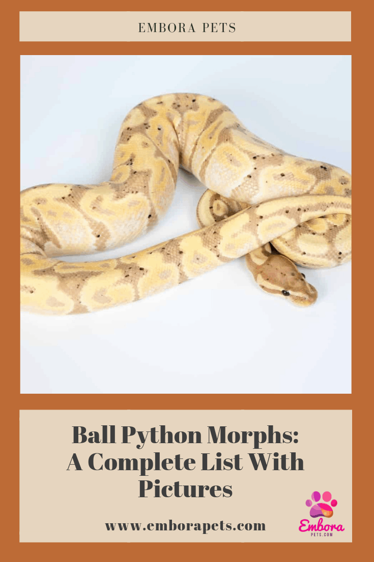 List Of Ball Python Morphs