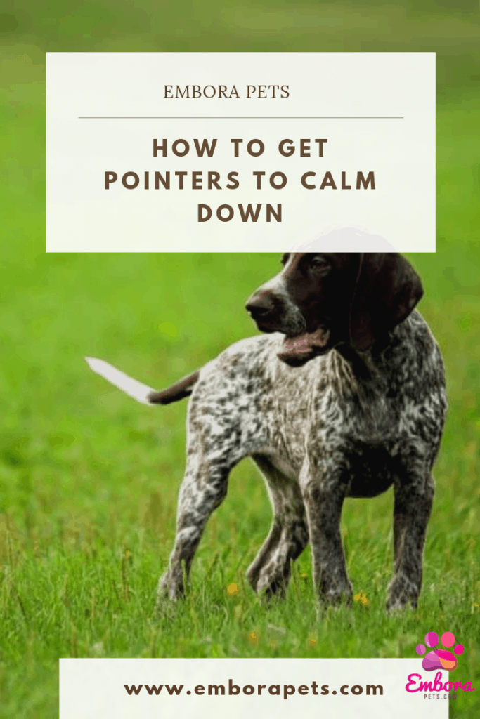 How to get pointers to calm down How to Get Pointers to Calm Down?