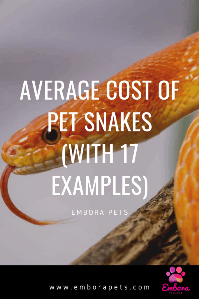 average cost of pet snakes with 17 examples Average Cost of Pet Snakes (With 17 Examples)