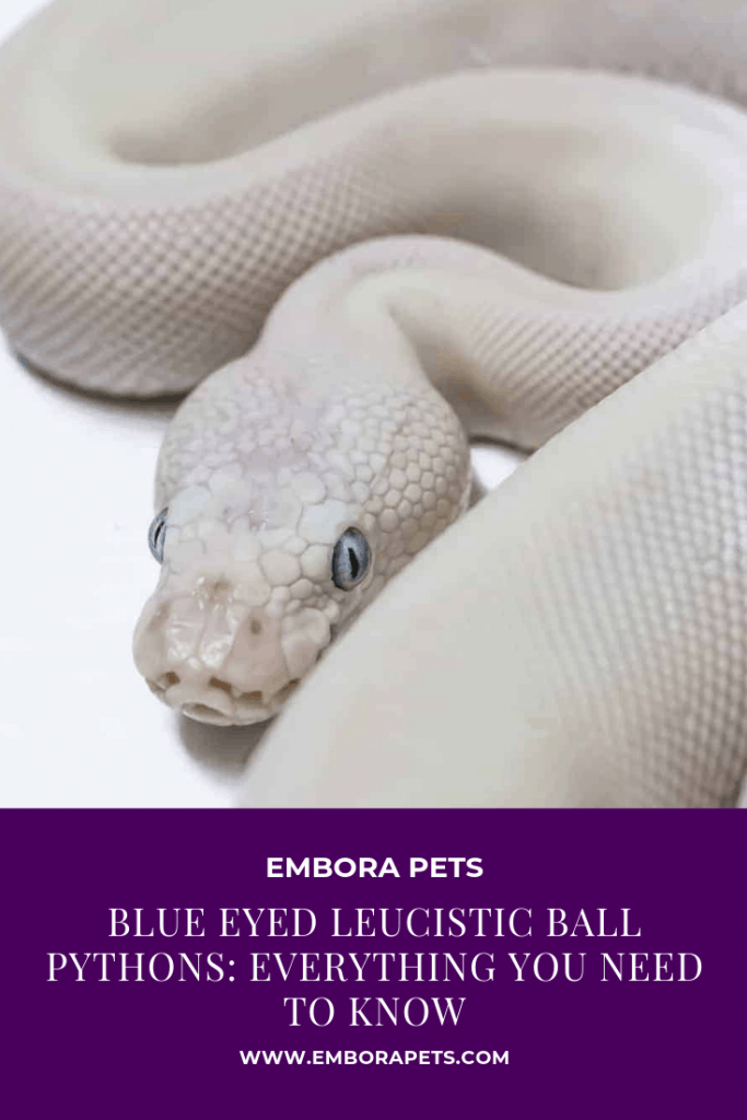 Blue Eyed Leucistic Ball Pythons: Everything You Need to Know