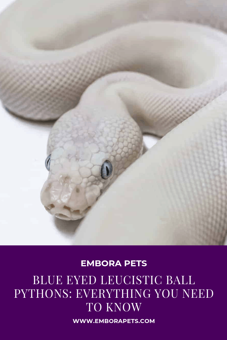 Blue Eyed Leucistic Ball Pythons: Everything You Need to Know - Embora Pets