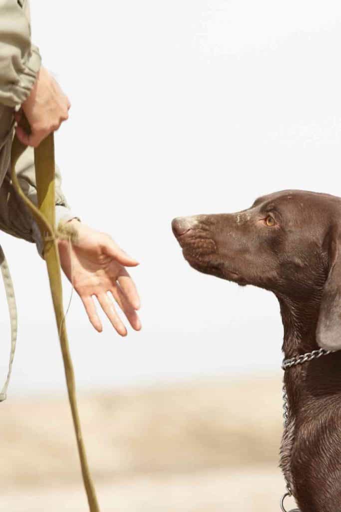 pointer dog training