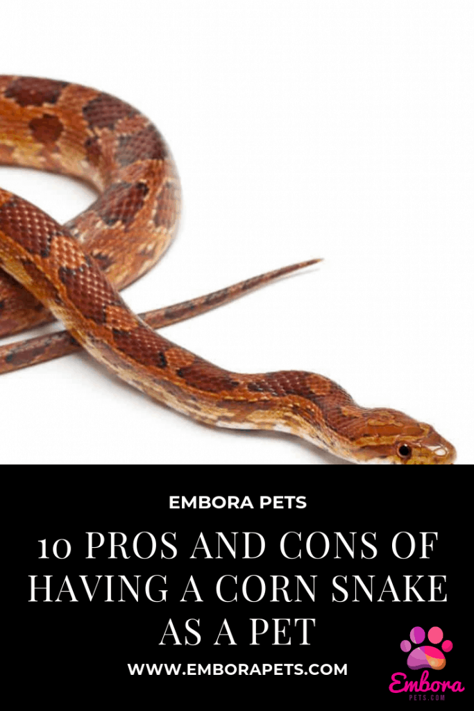 10 pros and cons of having a corn snake as a pet 10 Pros and Cons of Having a Corn Snake as a Pet