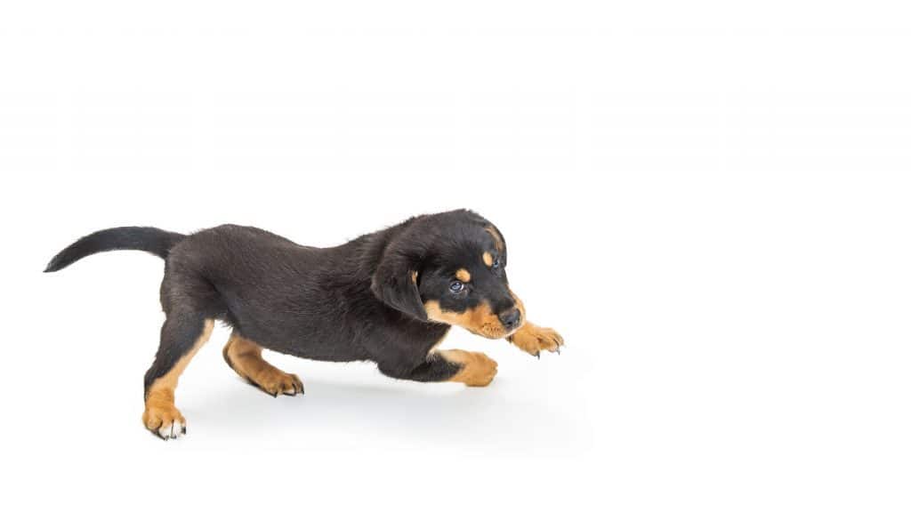 are rottweilers running dogs