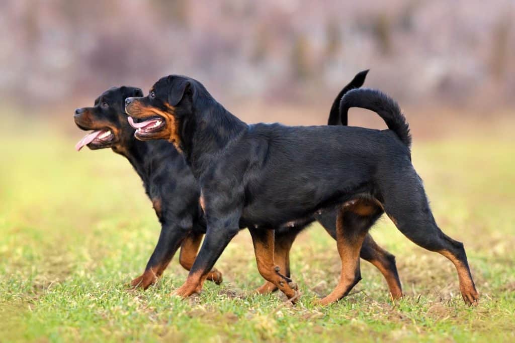 are rottweilers running dogs