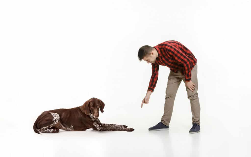 pointer chocolate lab mix