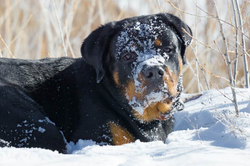 are rottweilers tolerant to snow