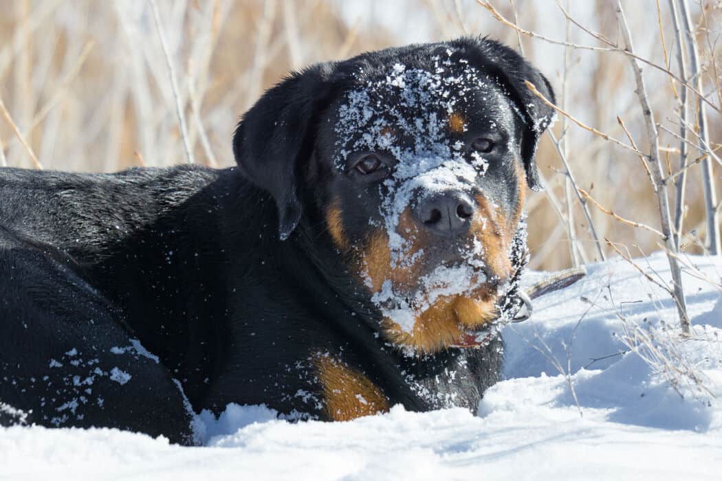 Can Rottweilers Stay Outside in the Cold? Embora Pets