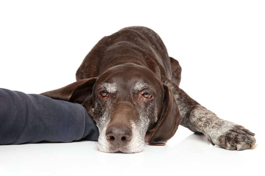 Sad German Shorthaired Pointer laying down