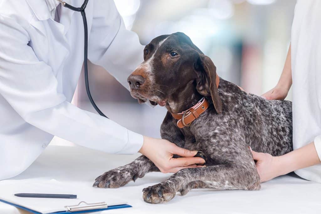 pointer chocolate lab mix