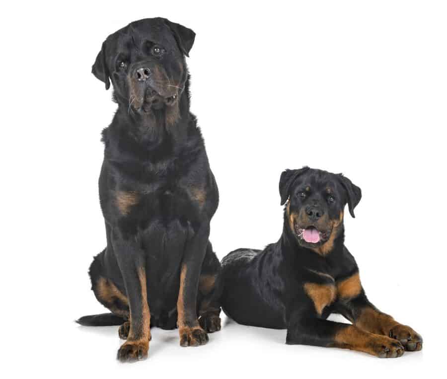 how long do rottweiler grow