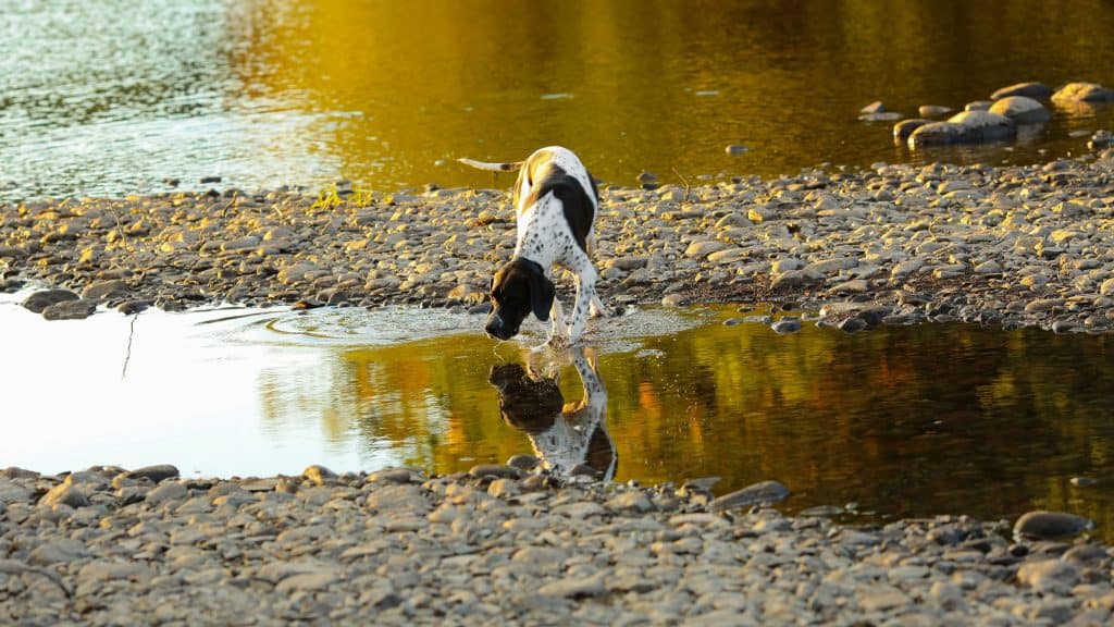 Dog english pointer