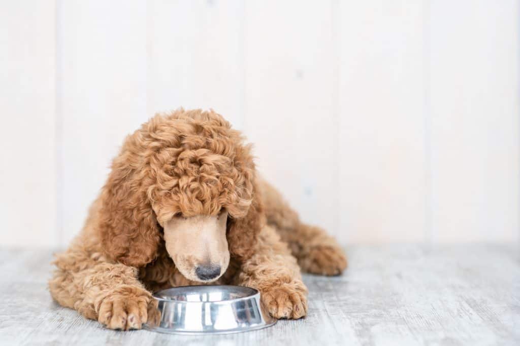 Can Poodles Live in Apartments? A 