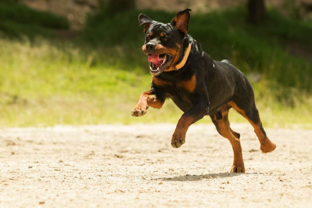 21979959 m Can Rottweilers Run Long Distances?