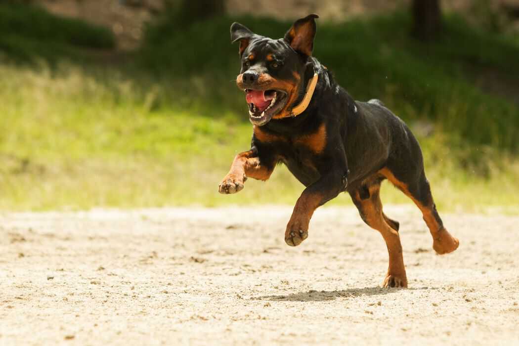 Can Rottweilers Run Long Distances? Embora Pets