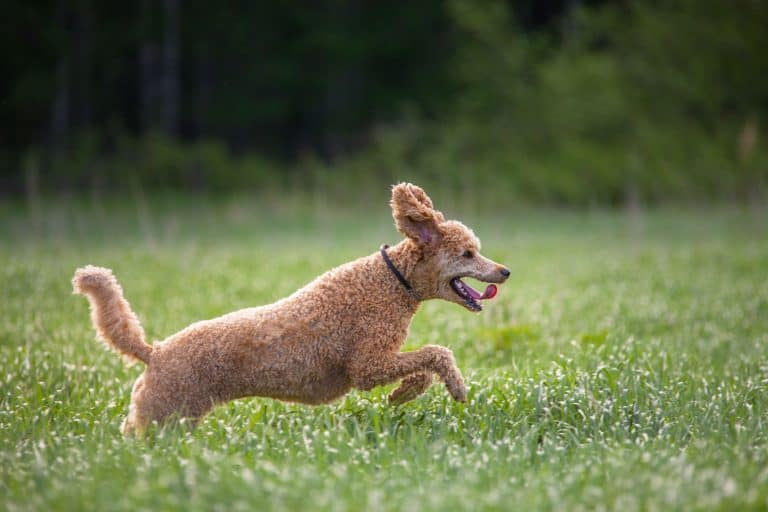 Can Poodles Run Long Distances?