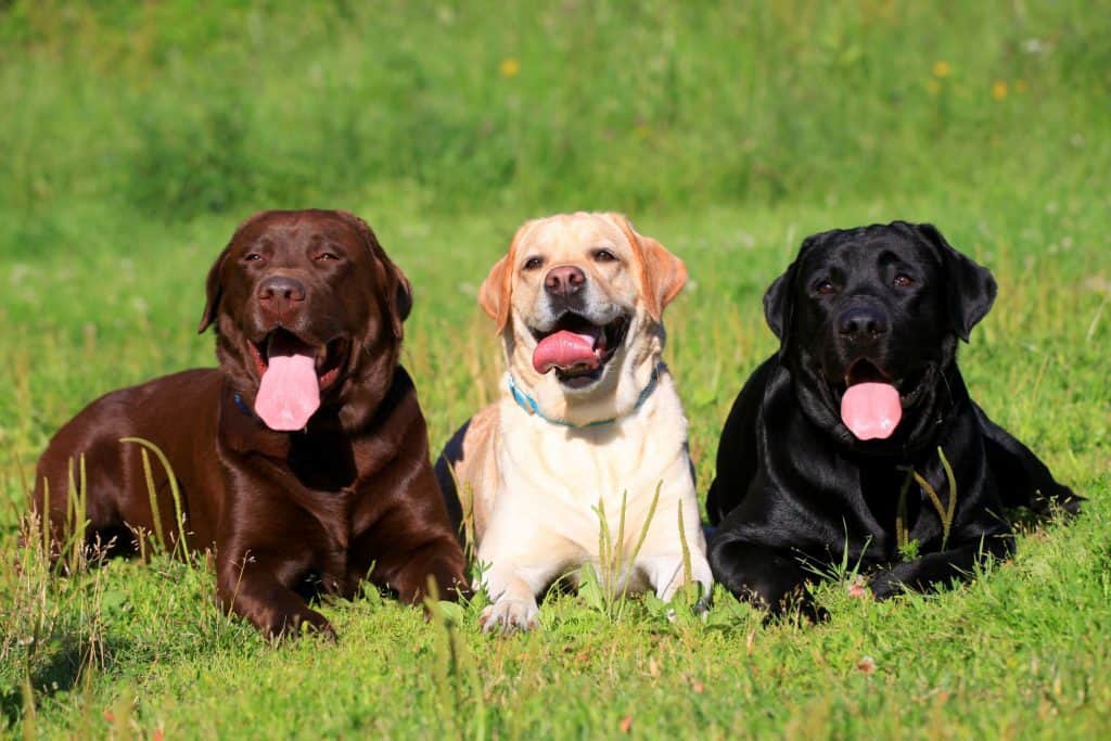 german shorthaired pointer mixed with chocolate lab