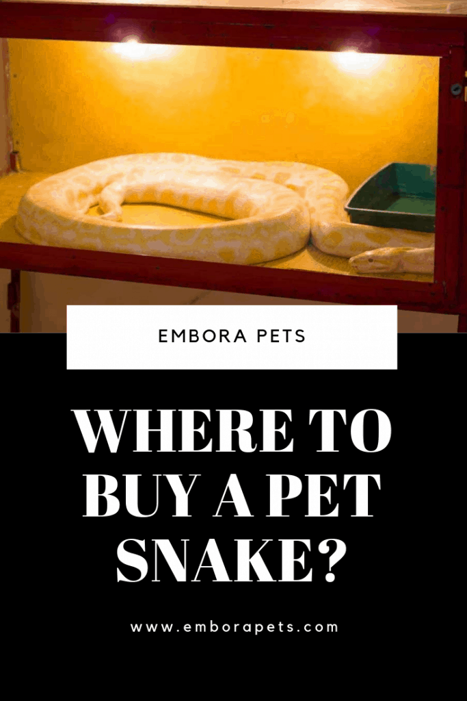 Where to Buy a Pet Snake