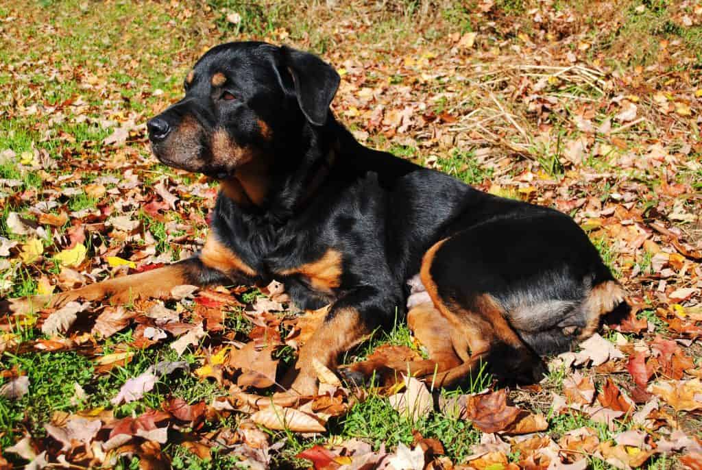 33063795 m Can Rottweilers Live Outside?