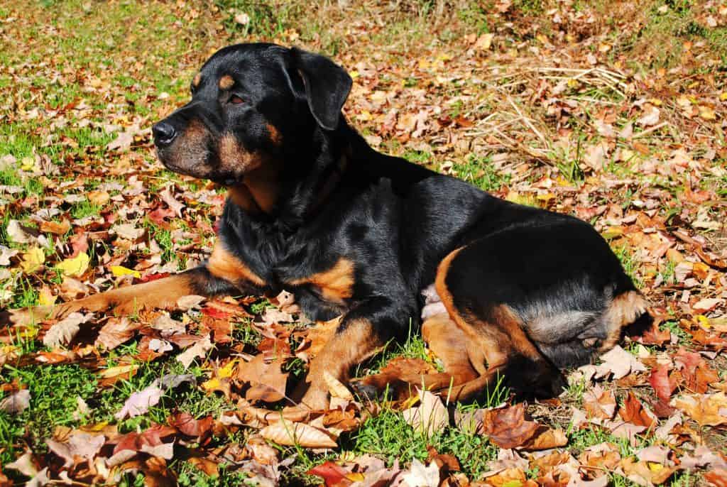 can rottweilers be in the cold