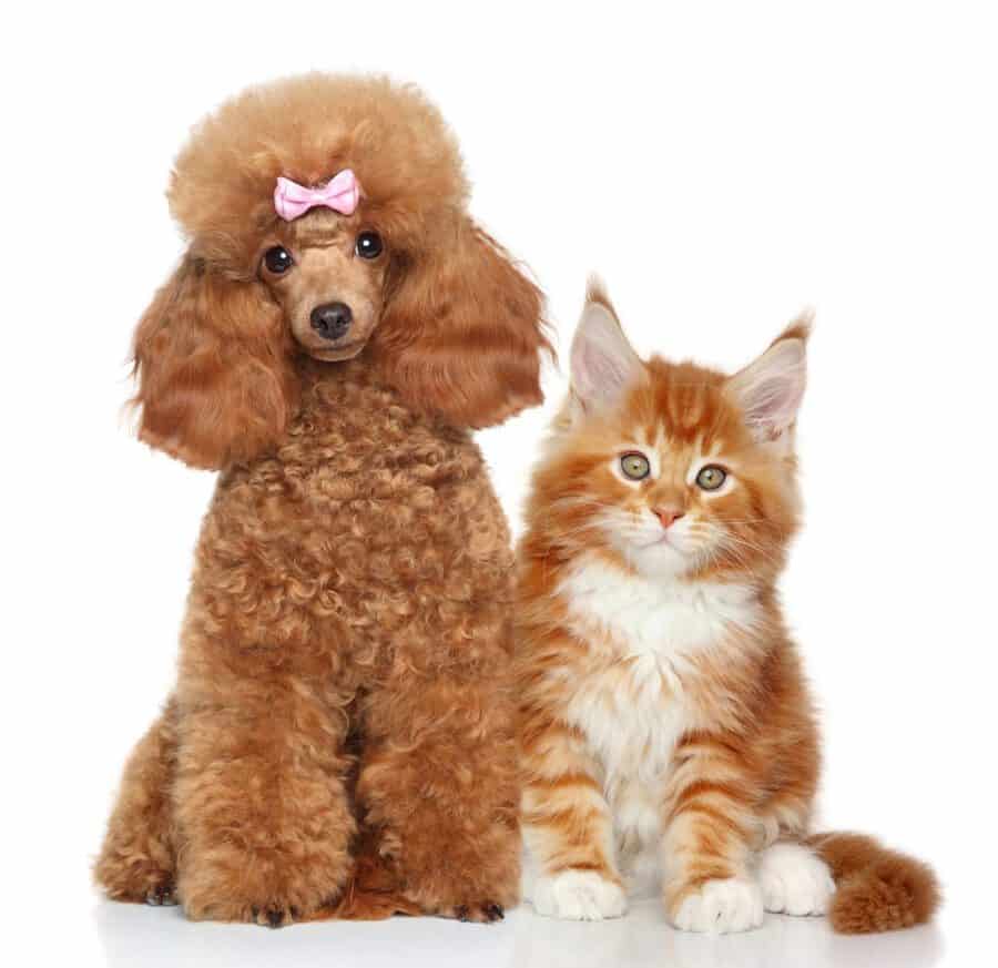 do poodles get along with cats