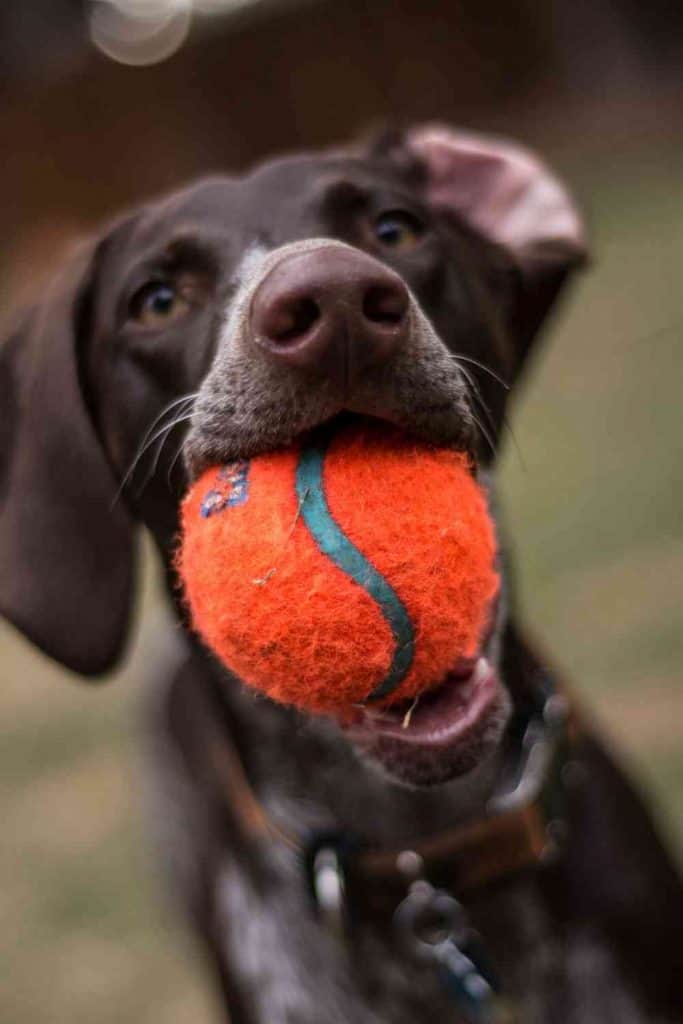 pointer dog photo excersizing and playing with a ball