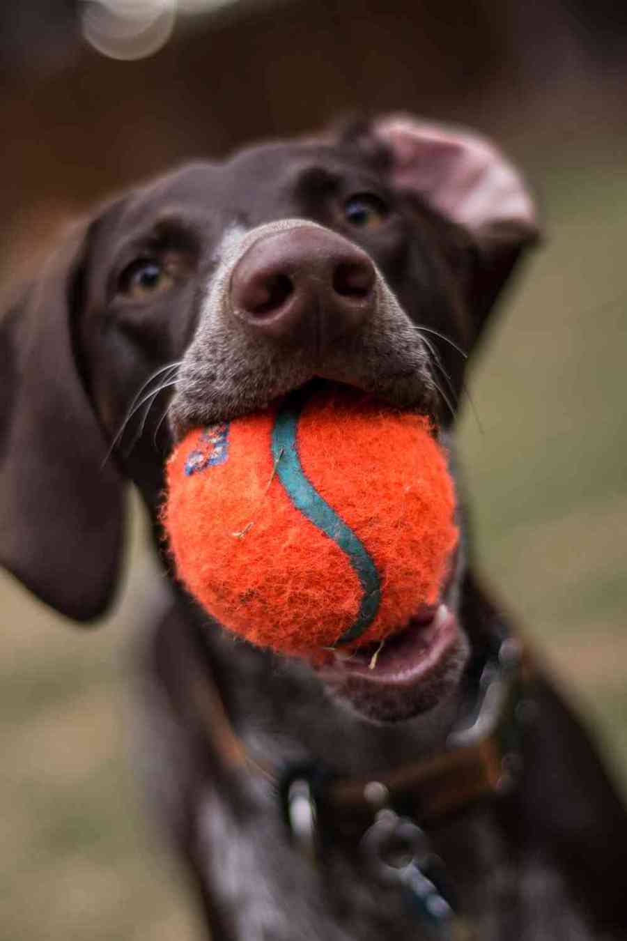 Why Do Pointers Cry Why do pointers cry