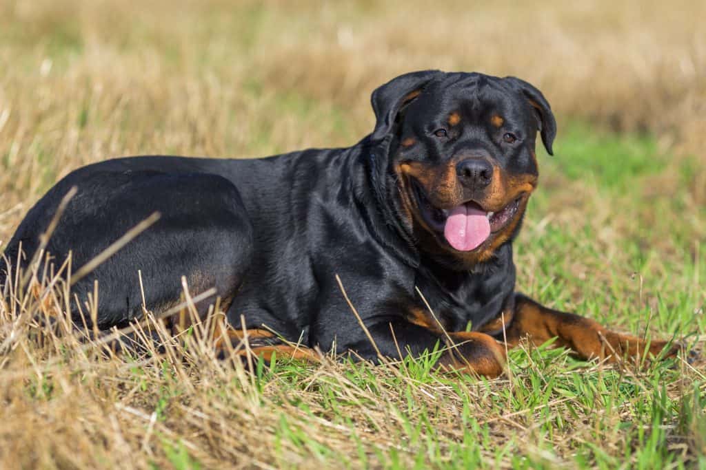 apartments that allow rottweilers near me