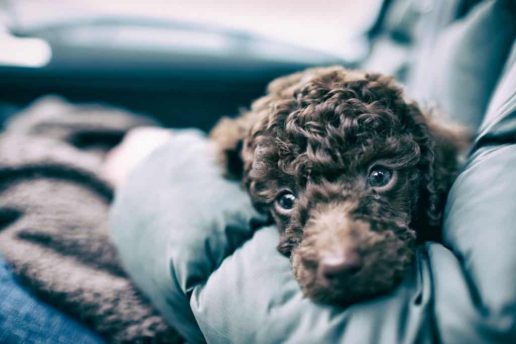 Are Poodles Good with Kids? A Guide for Parents.