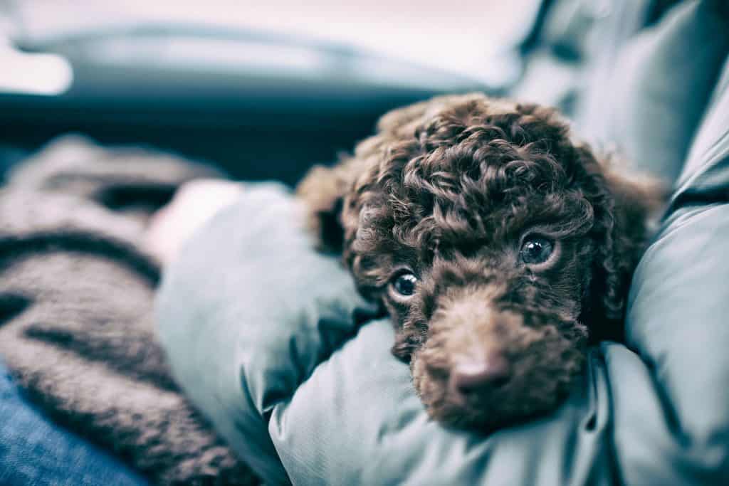 are poodle puppies good around children