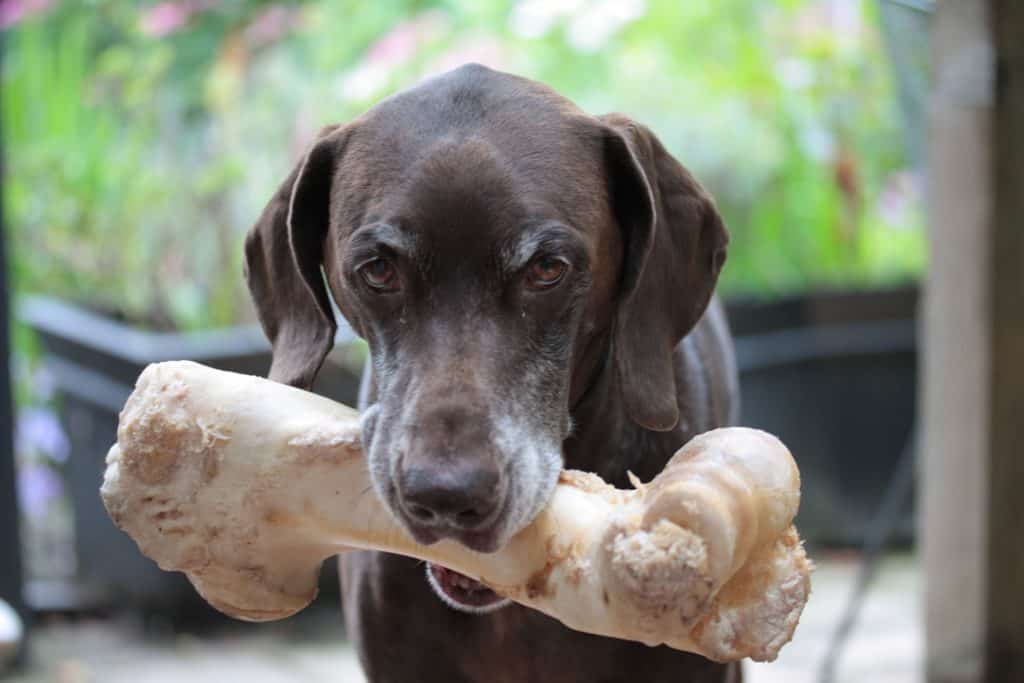 german shorthaired pointer showing a giant bone